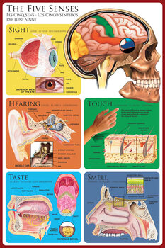 Poster Les cinq sens - perception humaine