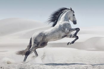 Le cheval - Andaluz Poster