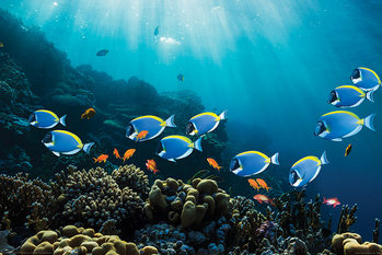 Poissons Poster