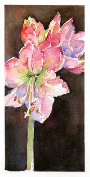 Reproducción de arte Amaryllis with brown background, 2015,