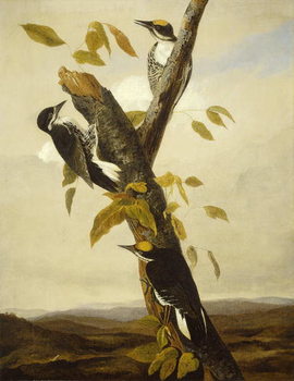 Reproducción de arte Black-Backed Three-Toed Woodpecker, 1831-3