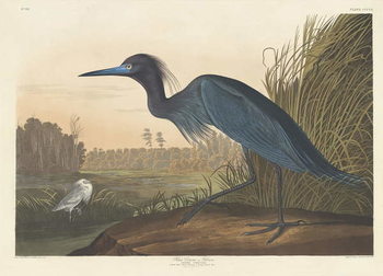 Reproducción de arte Blue Crane or Heron, 1836