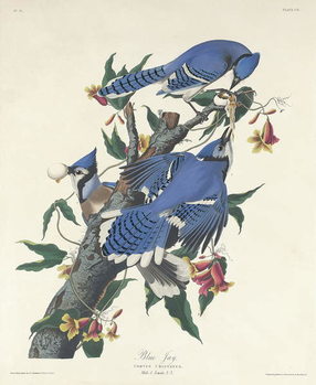 Reproducción de arte Blue Jay, 1831