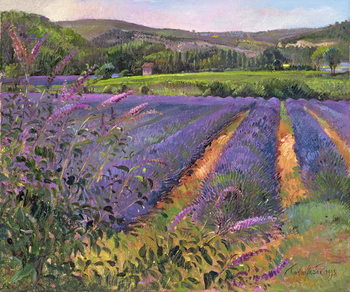 Buddleia and Lavender Field, Montclus, 1993 Reproduction de Tableau