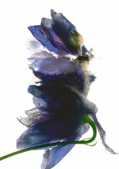 Reproducción de arte Delphinium Dance, 2009,