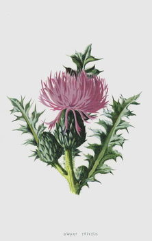 Reproducción de arte Dwarf Thistle