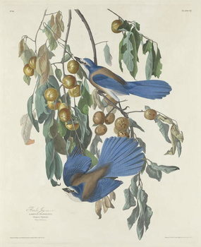 Reproducción de arte Florida Jays, 1830