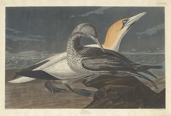Reproducción de arte Gannet, 1836