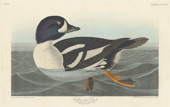 Reproducción de arte Golden-eye Duck, 1836