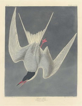 Reproducción de arte Great Tern, 1836