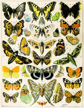 Reproducción de arte Illustration of Butterflies and Moths c.1923