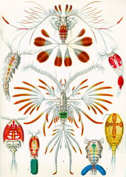 Reproducción de arte Illustration of Copepods, c.1909