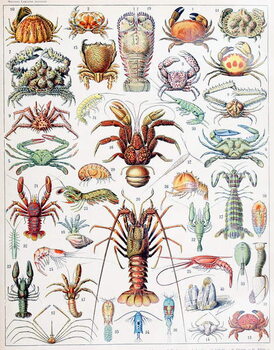 Reproducción de arte Illustration of Crustaceans c.1923