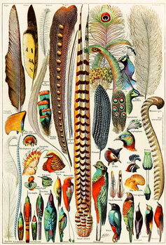 Reproducción de arte Illustration of feathers and birds c.1923