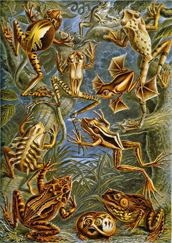 Reproducción de arte Illustration of Frogs and Toads c.1909