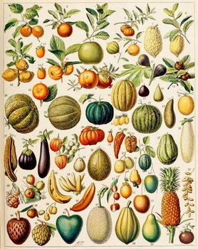 Reproducción de arte Illustration of Fruit c.1923