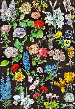 Reproducción de arte Illustration of garden flowers c.1923