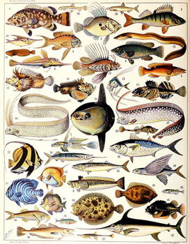 Reproducción de arte Illustration of Marine Fish c.1923