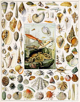 Reproducción de arte Illustration of Seashells c.1923