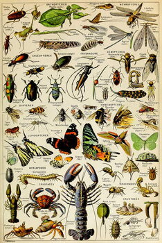 Reproducción de arte Illustration of various Invertebrates c.1923