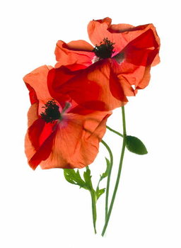 Reproducción de arte Margie's Poppy Duo,2012,