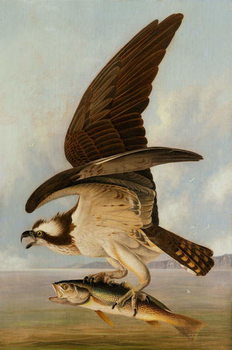 Reproducción de arte Osprey and Weakfish, 1829
