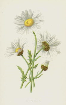 Reproducción de arte Ox-Eye Daisy