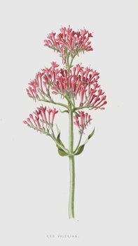Reproducción de arte Red Valerian