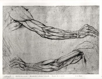 Study of Arms Reproduction de Tableau
