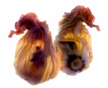 Reproducción de arte Zucchini Blossom Duo, 2009,