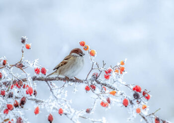 илюстрация A frozen sparrow sits on a
