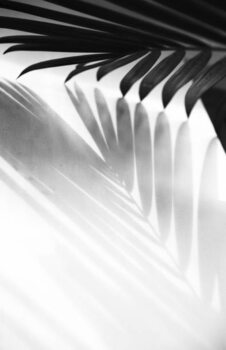 Fotografia artistica Abstract background of palm leaves shadow