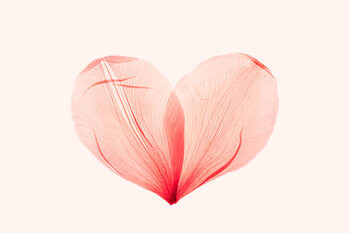 Illustrasjon Abstract shape heart from pink red