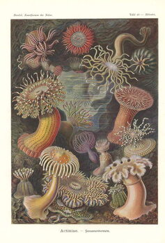 Konsttryck Actiniae - Sea anemone