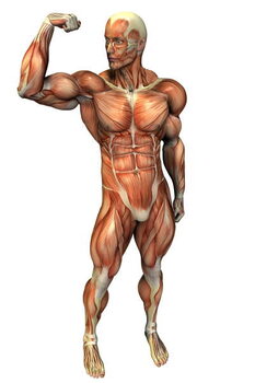 Konsttryck Anatomy of a muscular body
