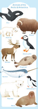 Illustration Animals of the Antartic