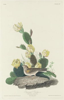 Kunsttryk Bay-winged Bunting, 1830