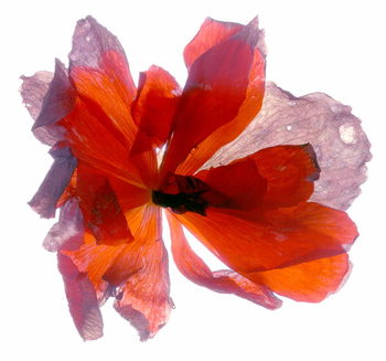 Obrazová reprodukce Begonia Round