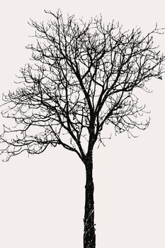 Ilustracija Black Birch