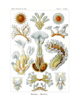 Reproduction de Tableau Bryozoa, 1899-1904