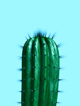 Illustrazione cactus1