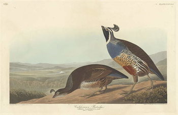 Reproducción de arte Californian Partridge, 1838