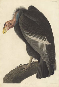 Reprodukcija Californian Vulture, 1838