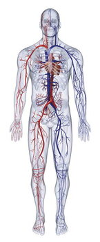 Konstfotografering Cardiovascular system of the human body