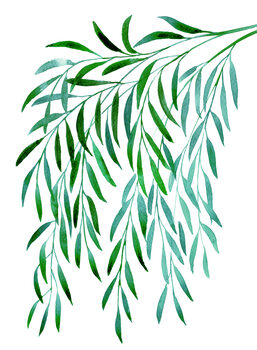 Ilustrare Cascading watercolor eucalyptus