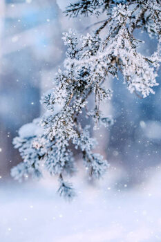 Illustrasjon Christmas Tree Branches on Frost Forest