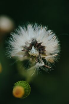 Kunstfotografie Dandelion inside the forest
