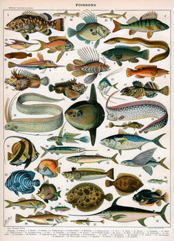 Stampa artistica Decorative Print of 'Poissons' by Demoulin, 1897