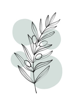 Ilustrácia Delicate Botanicals – Olive