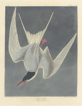 Artă imprimată Great Tern, 1836